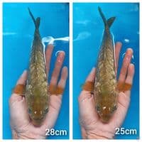 chagoi doitsu aragoke 25&28cm