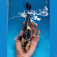tanchi showa 27cm