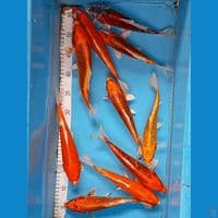 kujaku 20-25 cm 10 ekor