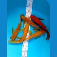 kumpay karashi 27-28cm 5 ekor