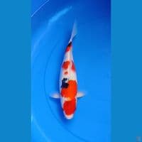 SANKE 30 CM HQ | FEMALE