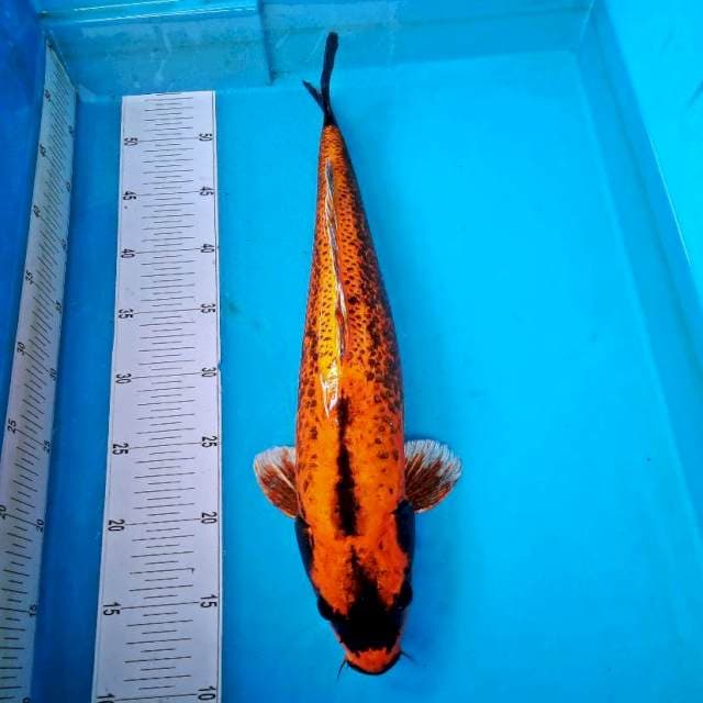 Kabuto jumbo #50