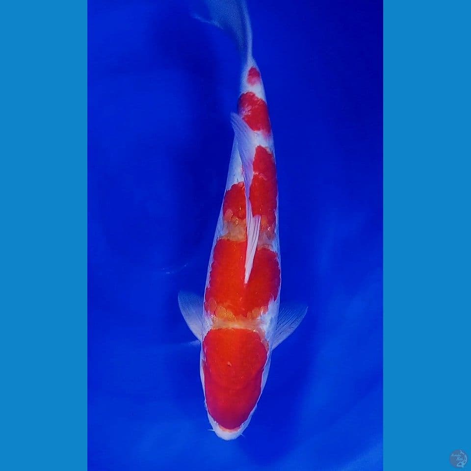 40cm strong kohaku male