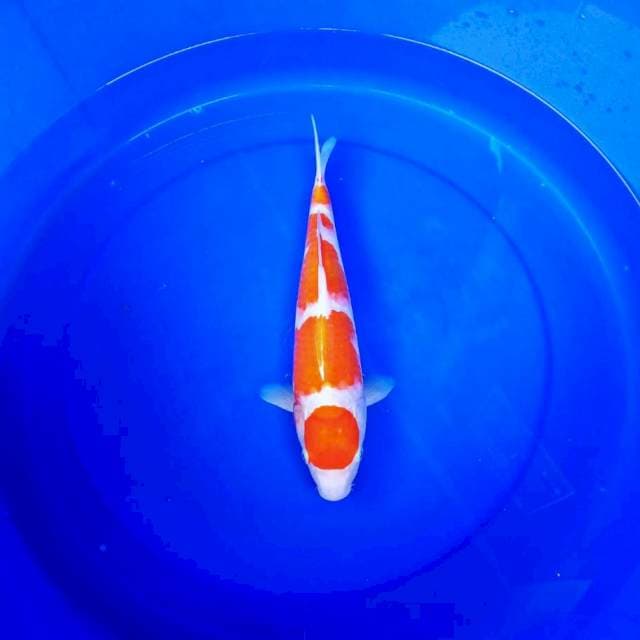 Maruten kohaku 35cm