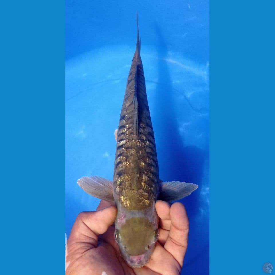 ARAGOKE 34CM
