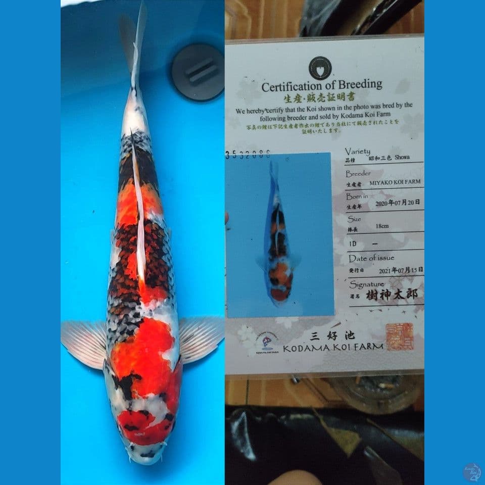 Showa 55bu Jantan (53cm)