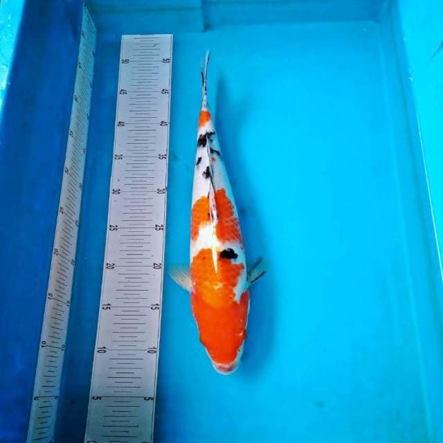 Sanke 30cm