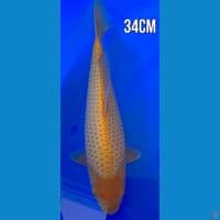 CARAMEL 34CM