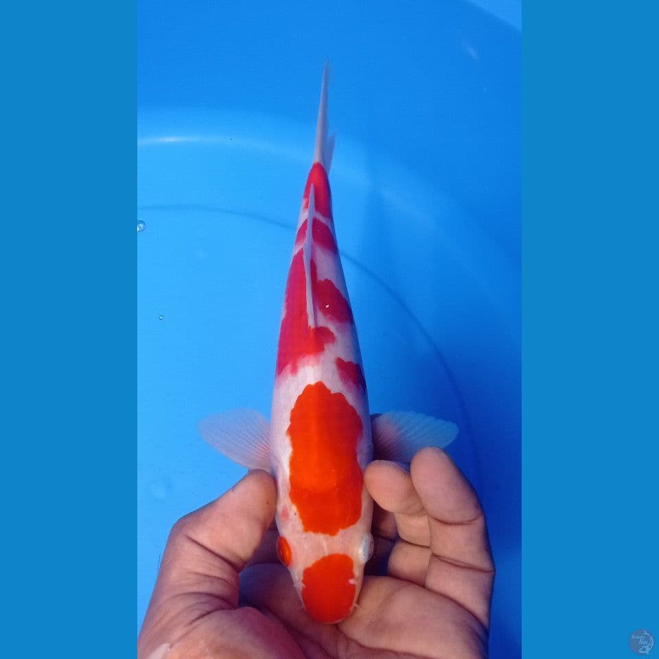 KOHAKU 25CM