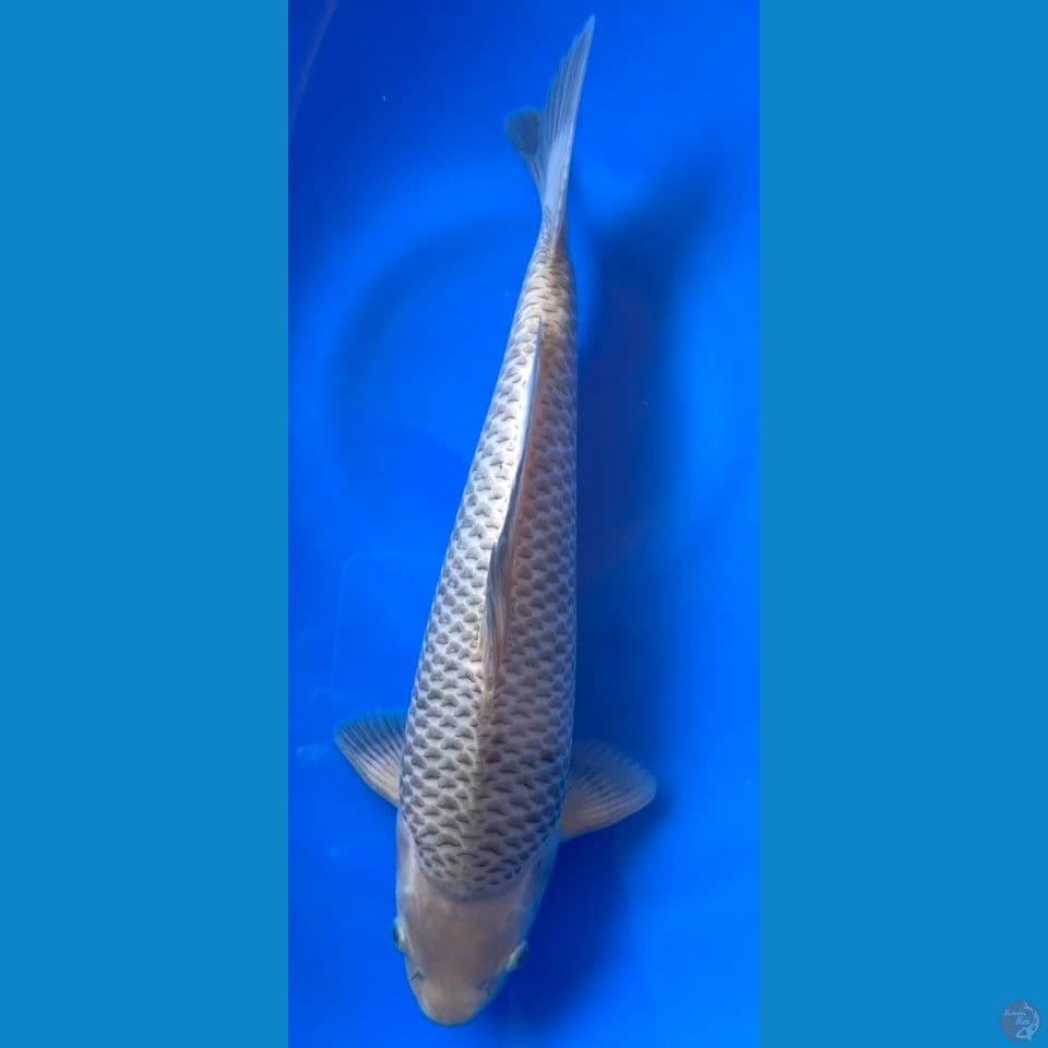 SORAMEL 38CM