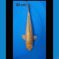 Karashi ginrin 30 cm 