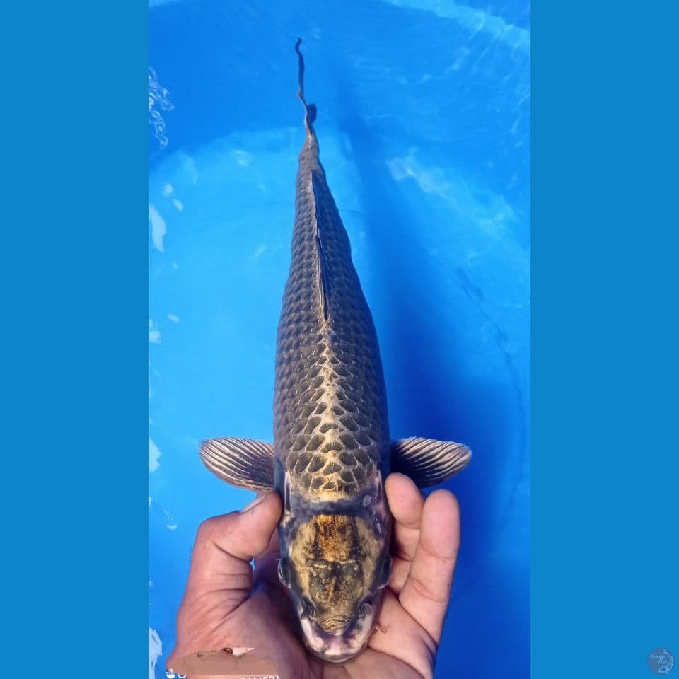 MUKASI 40CM