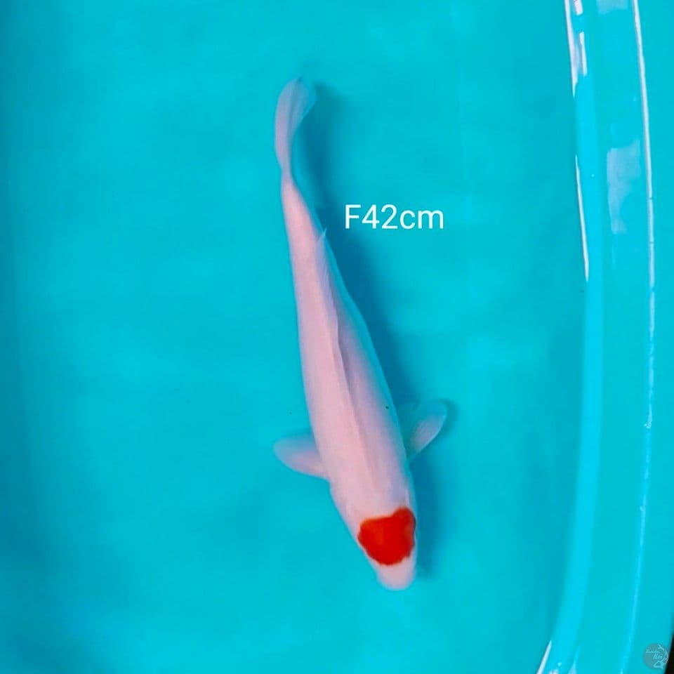 orijinal hualus 42cm