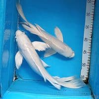 kumpay platinum 32&34cm