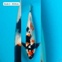 kanoko showa Jumbo 50cm male