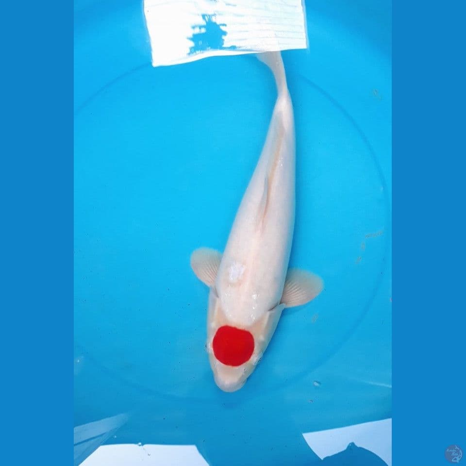 tanco kohaku  38 cm