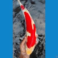 kohaku 40cm jantan