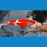 showa 45cm