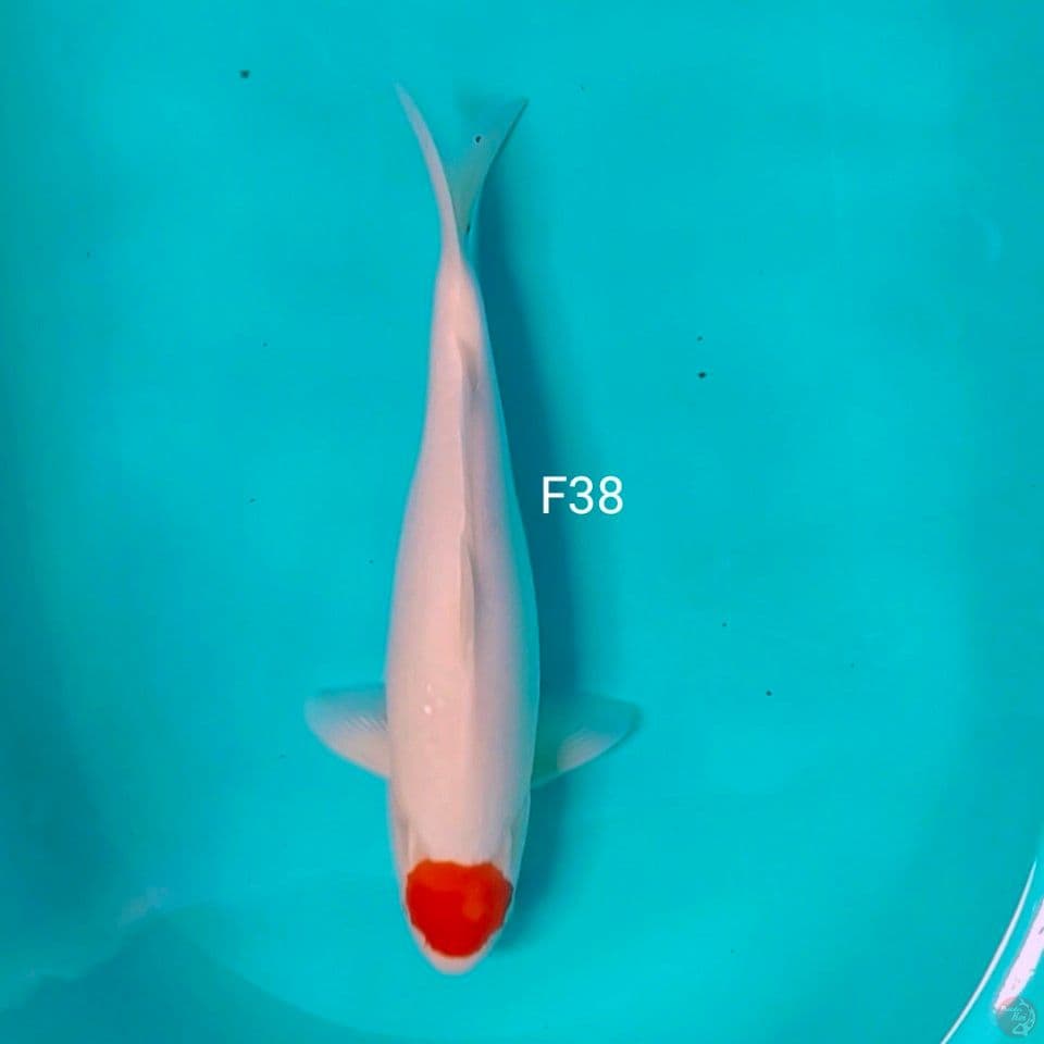orijinal hualus 38cm