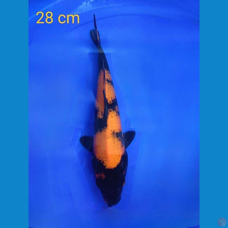 Hi-utsuri 28cm