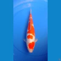 KOHAKU 34 CM FEMALE