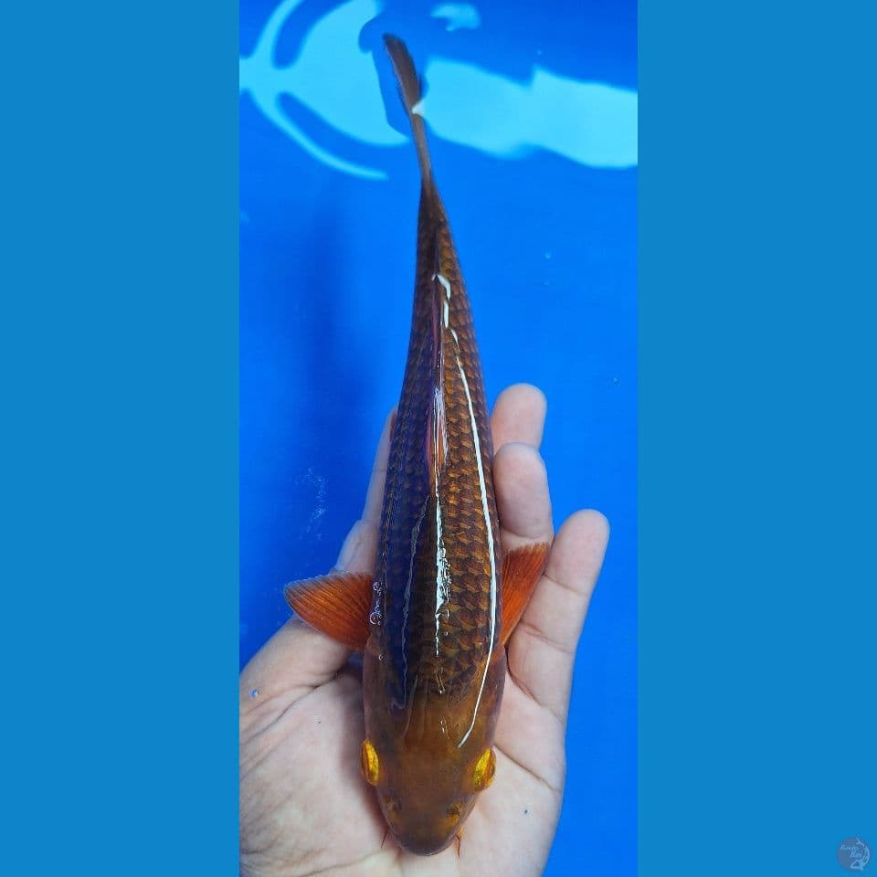 Karamel 24cm jantan