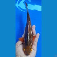 Karamel 24cm jantan