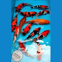 showa dkk 25-30cm 13ekor +bonus 3ekor