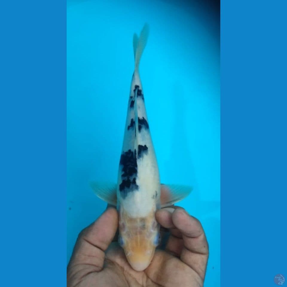 BEKKO 26CM