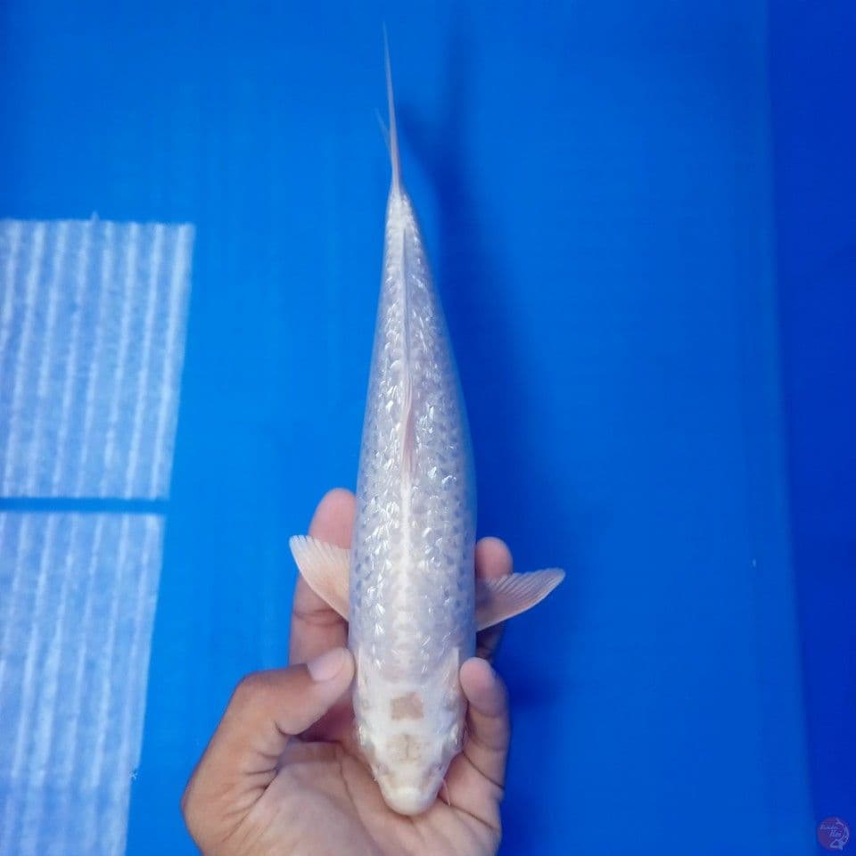 PLATINUM GINRIN HALUS 26CM