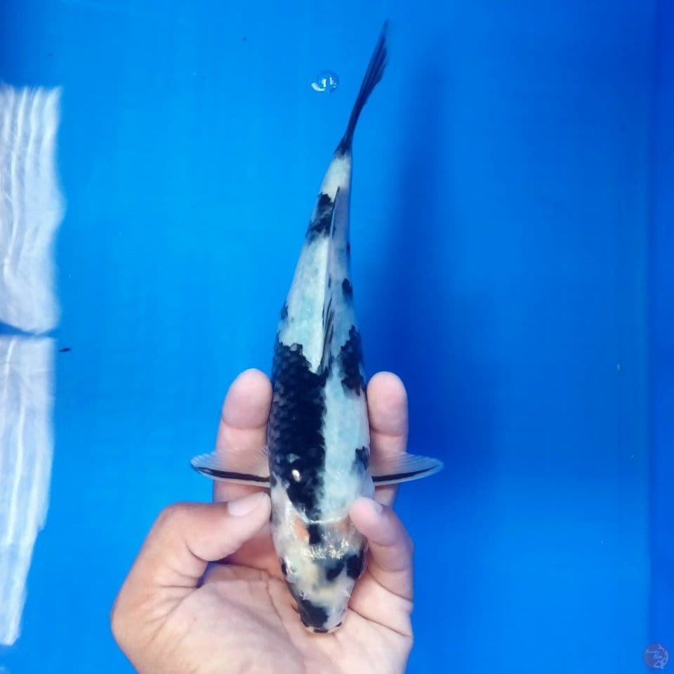 SHIRO 23CM