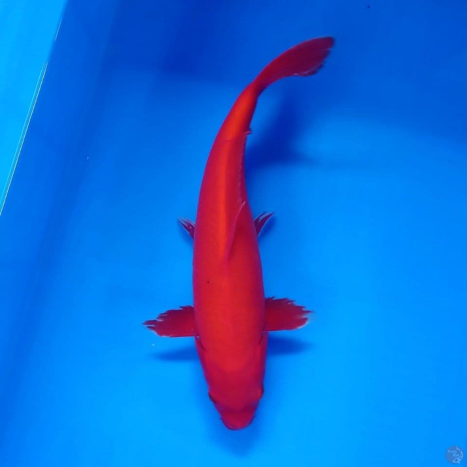 BENIGOI MALE 35CM