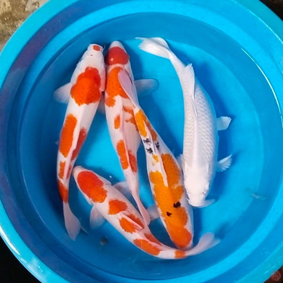 ciamik 35_37cm