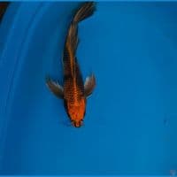 Kumpay utsuri 35cm 