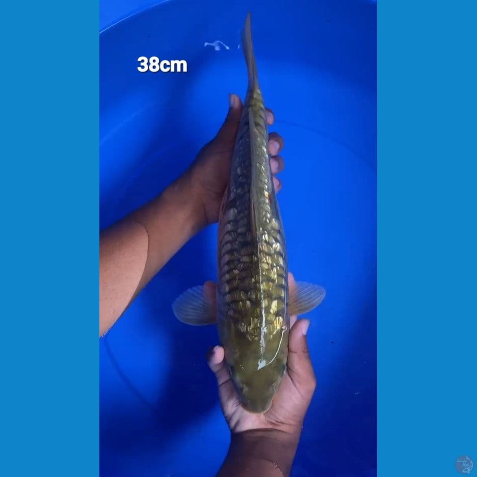 MidorinAragoke 38cm