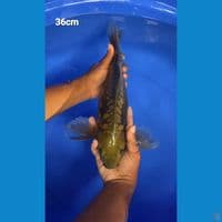Kumpay 36cm 