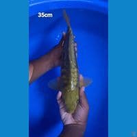 Aragoke midori 35cm