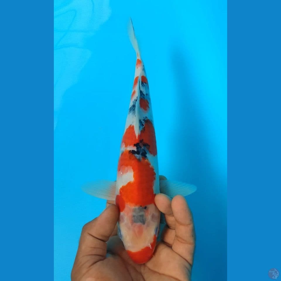 SANKE 30CM