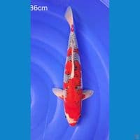 GOSHIKI RACING 36cm