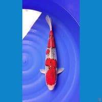 GOSHIKI RACING 42cm