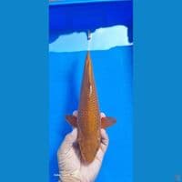 chagoi tembaga 32cm male