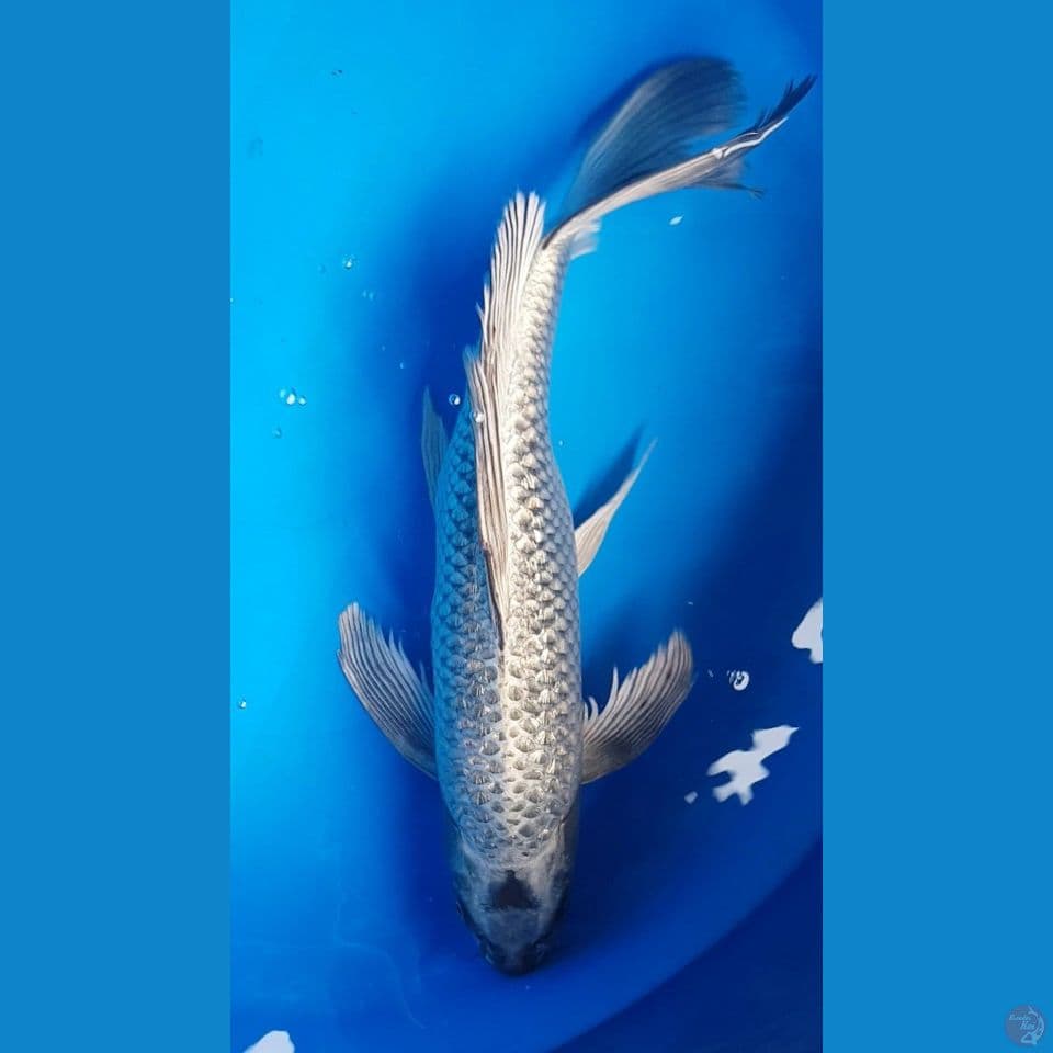 SLEYER MUKASI GOLD