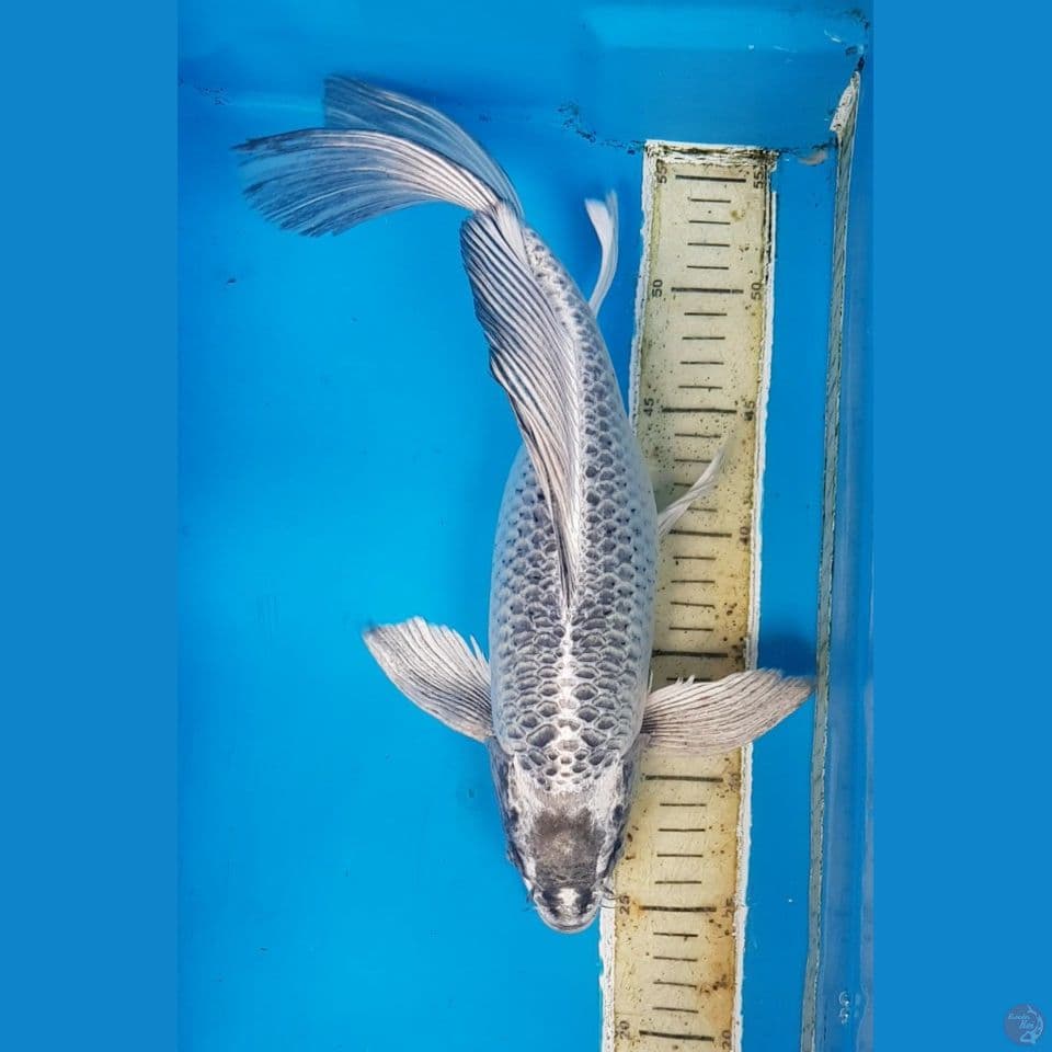 SLEYER MATSUBA 