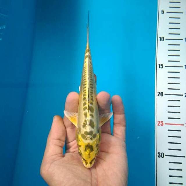 KK 2A