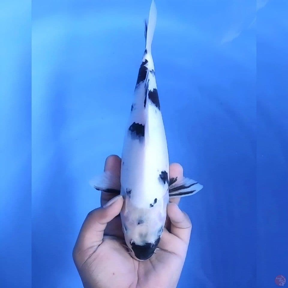 shiro # 30cm - Female