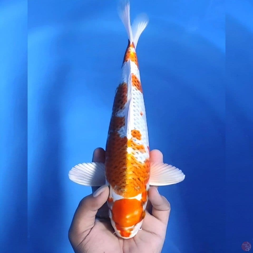 Kujaku # 33cm - Male
