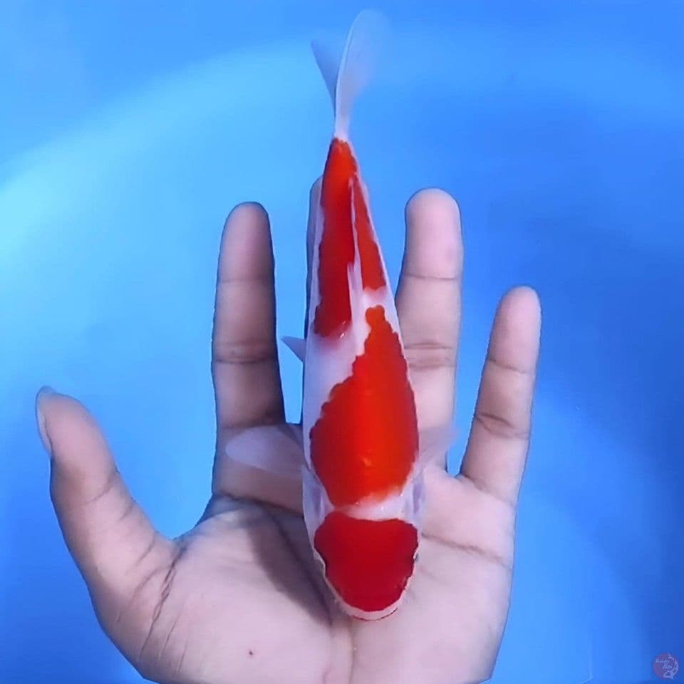 Kohaku # 18cm - Female