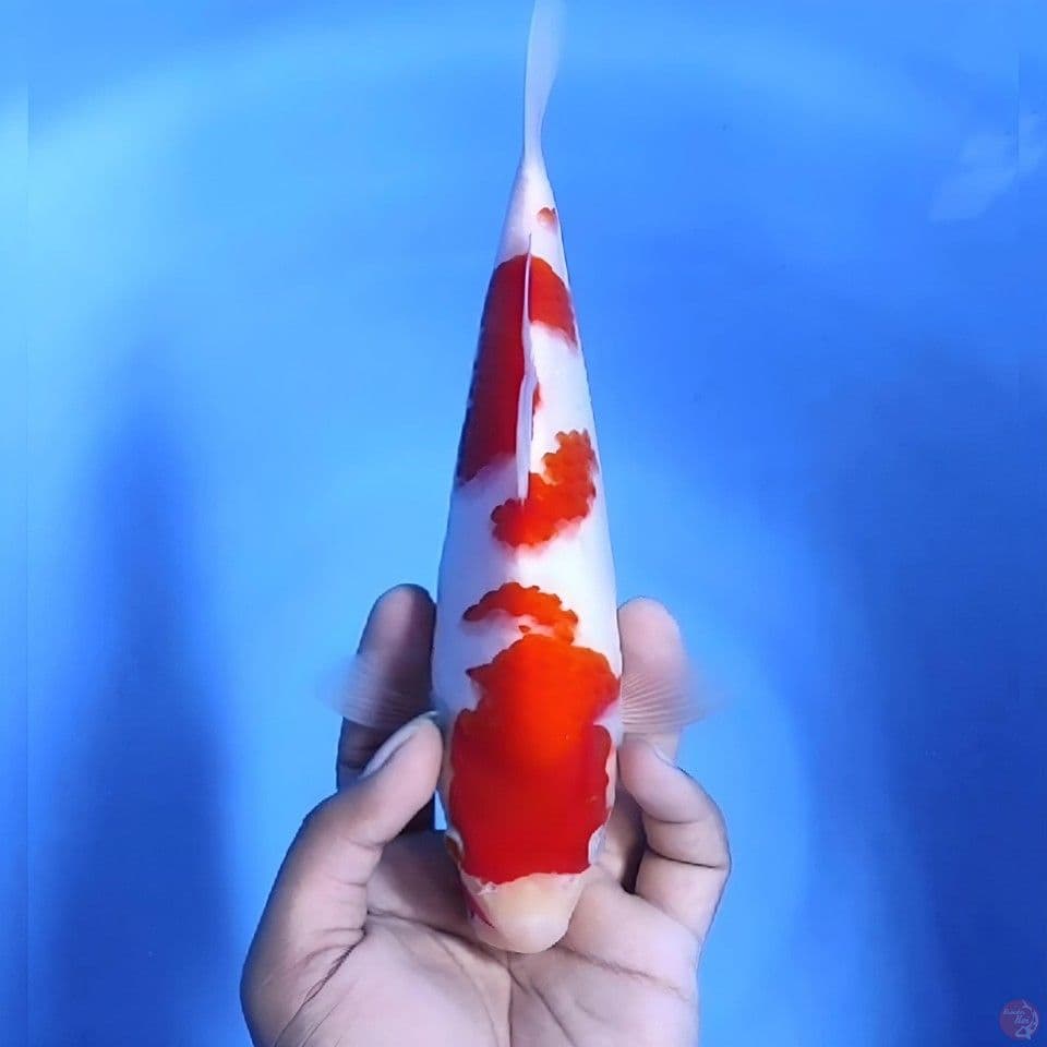 Kohaku # 26cm - Male