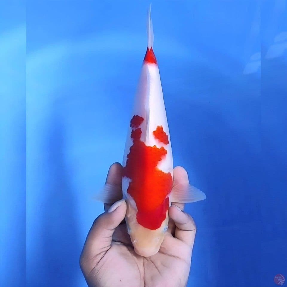 Kohaku # 29cm - Male
