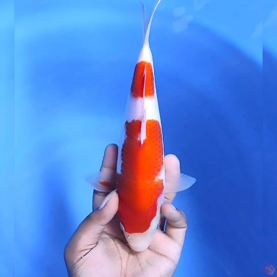 Kohaku #  27cm - Male
